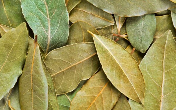 Laurel