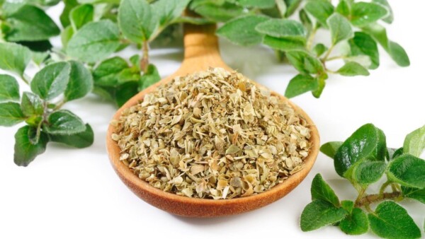Oregano